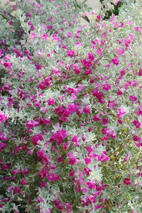 芙蓉花怎麼照顧|紅花玉芙蓉的栽培照護方法